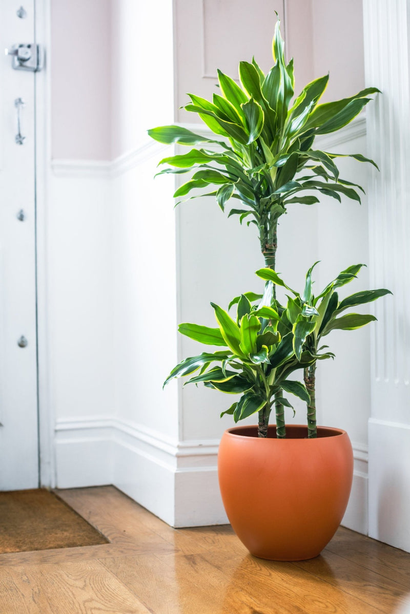 House Plants - Dracaena Fragrans - Gold Coast