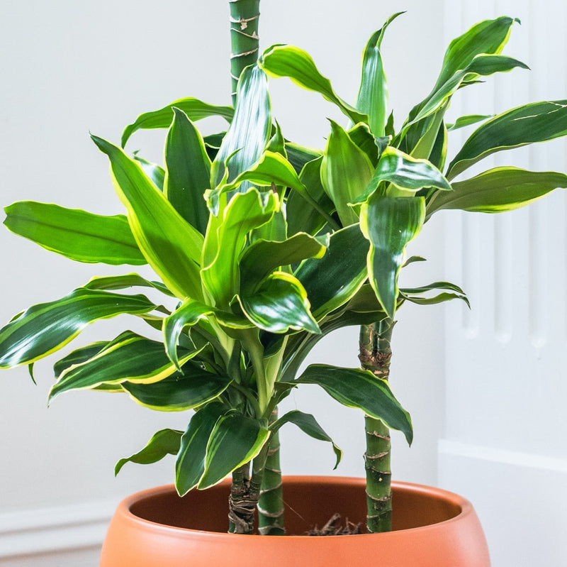 House Plants - Dracaena Fragrans - Gold Coast