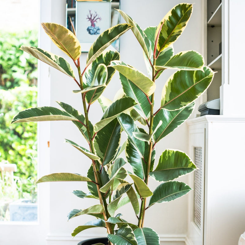 House Plants - Ficus Elastica - Tineke