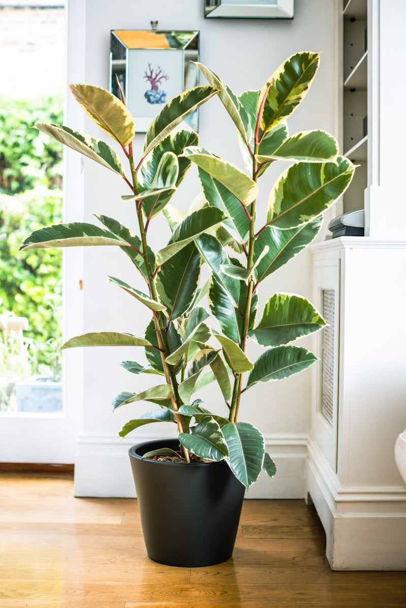 House Plants - Ficus Elastica - Tineke