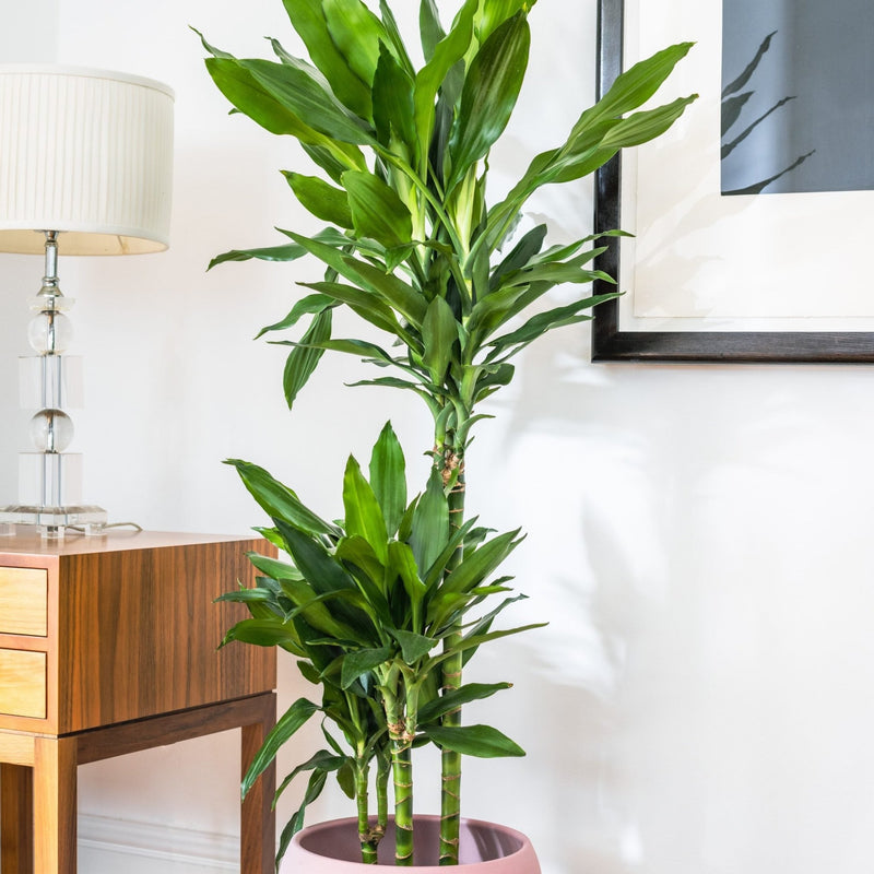 House Plants - Dracaena Fragrans - Janet Lind - Dragon Tree