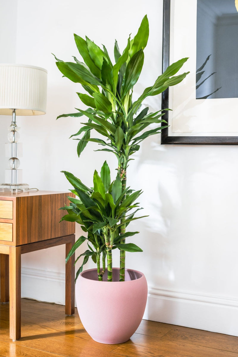 House Plants - Dracaena Fragrans - Janet Lind - Dragon Tree