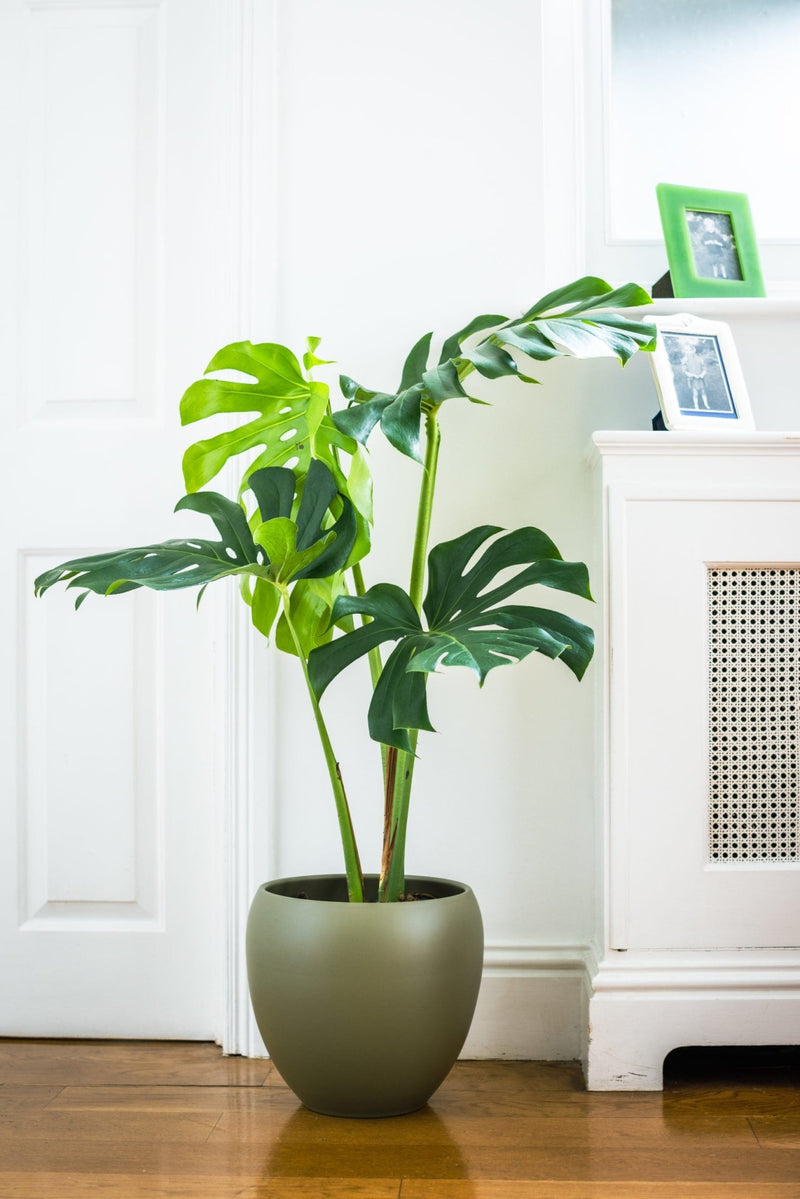 House Plants - Monstera Deliciosa - Swiss Cheese Plant