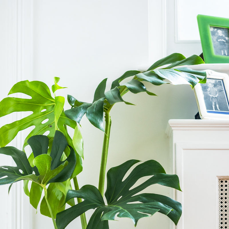 House Plants - Monstera Deliciosa - Swiss Cheese Plant