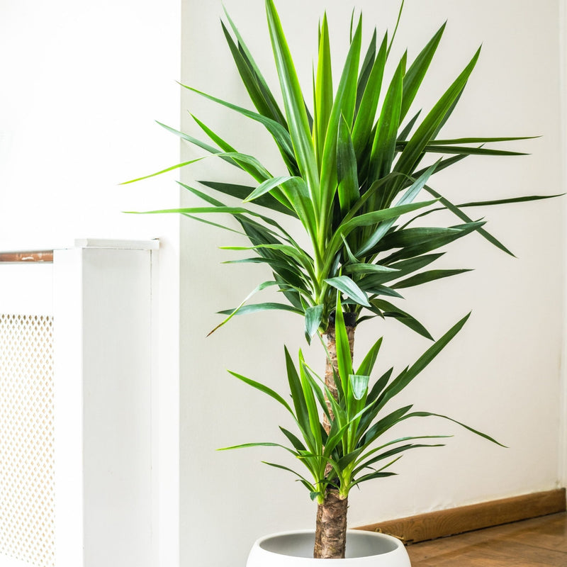 House Plants - Yucca - Two Plants Per Pot