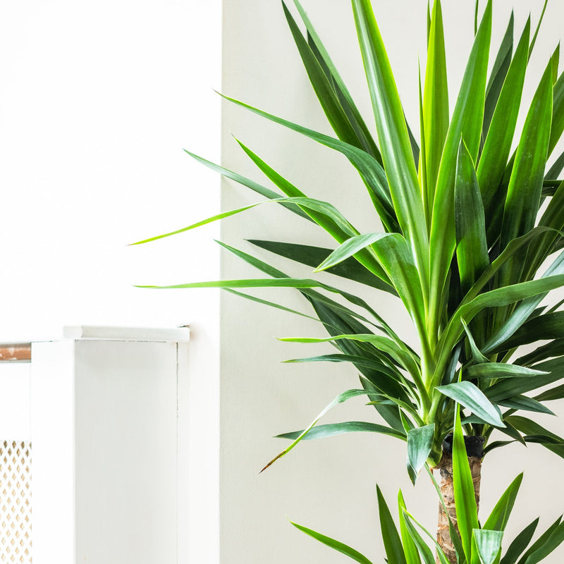 House Plants - Yucca - Two Plants Per Pot