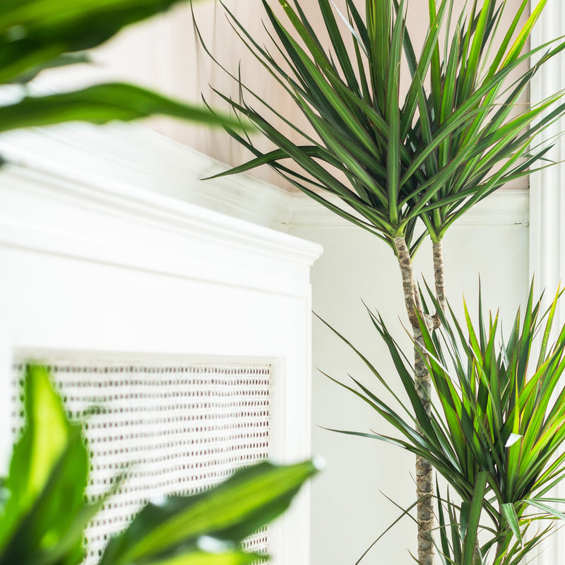 House Plants - Dracaena Marginata - Bicolour