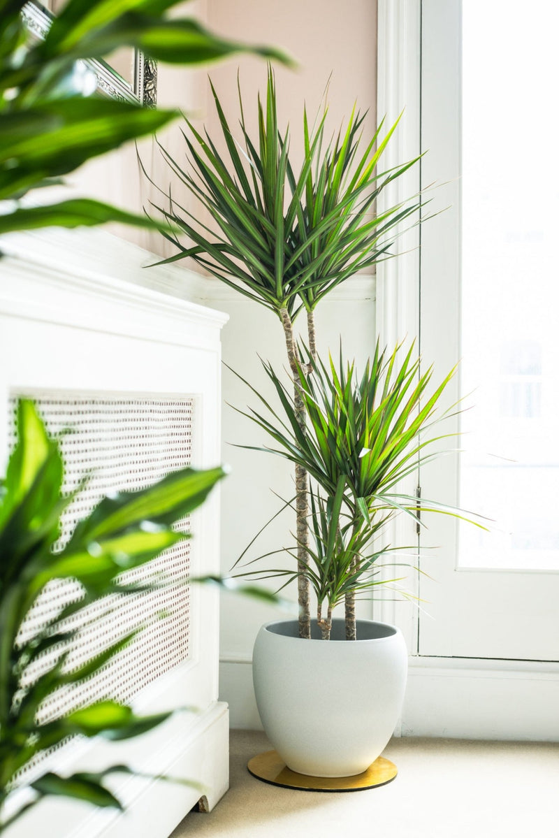 House Plants - Dracaena Marginata - Bicolour