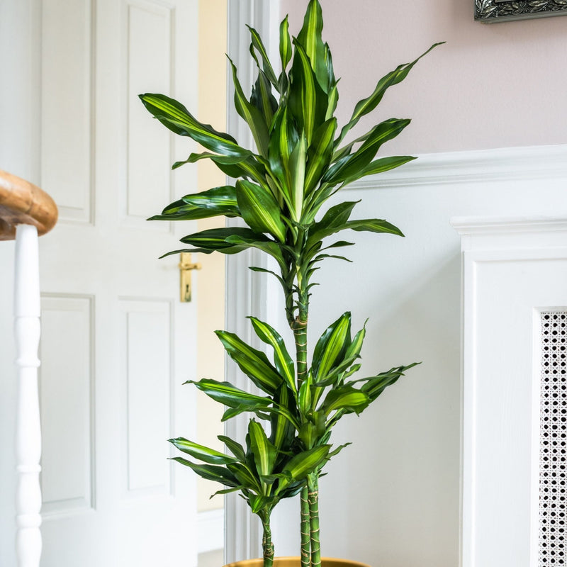 House Plants - Dracaena Fragrans - Cintho