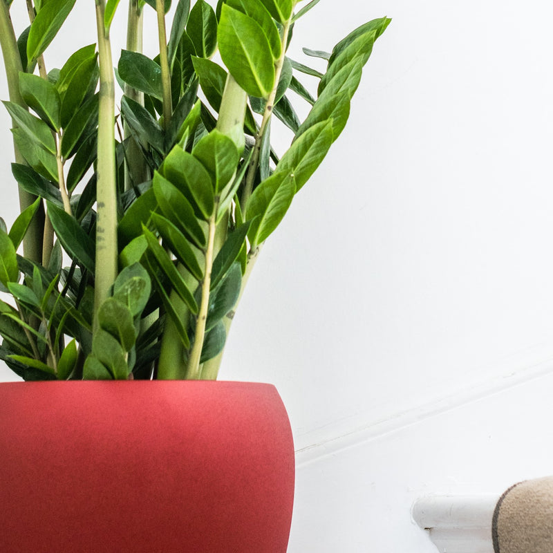 House Plants - Zamioculcas - Zamiifolia