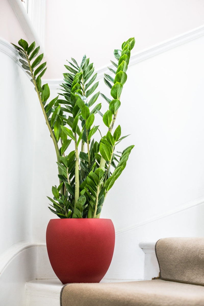 House Plants - Zamioculcas - Zamiifolia