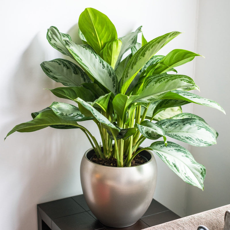 House Plants - Aglaonema - Silver Bay