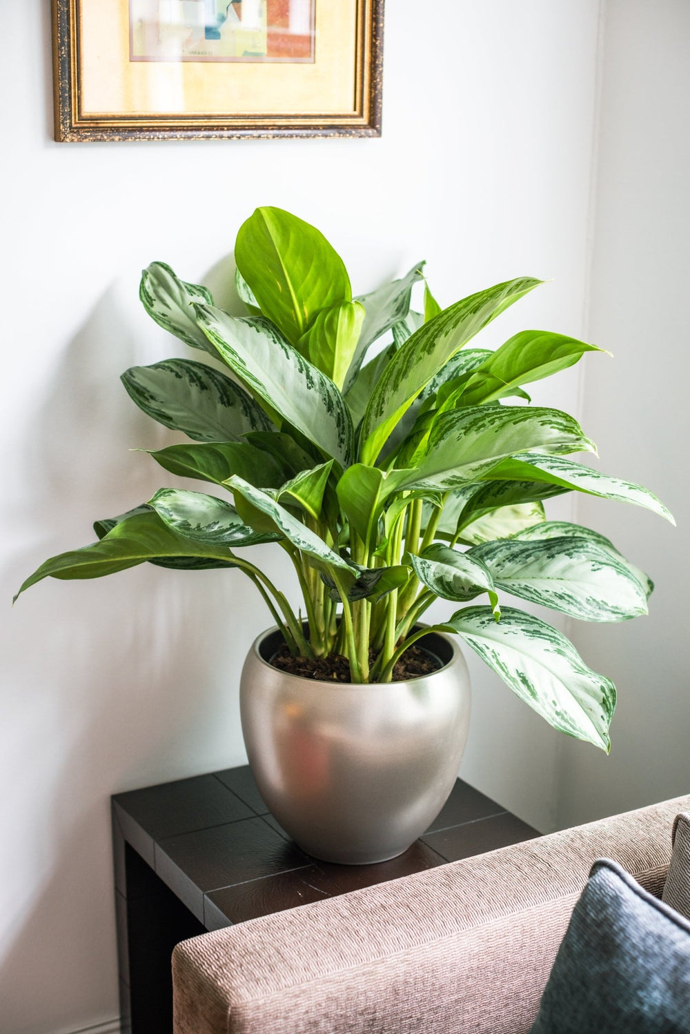 House Plants - Aglaonema - Silver Bay