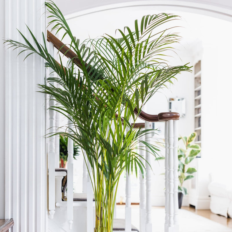 House Plants - Dypsis Lutscens - Areca Palm