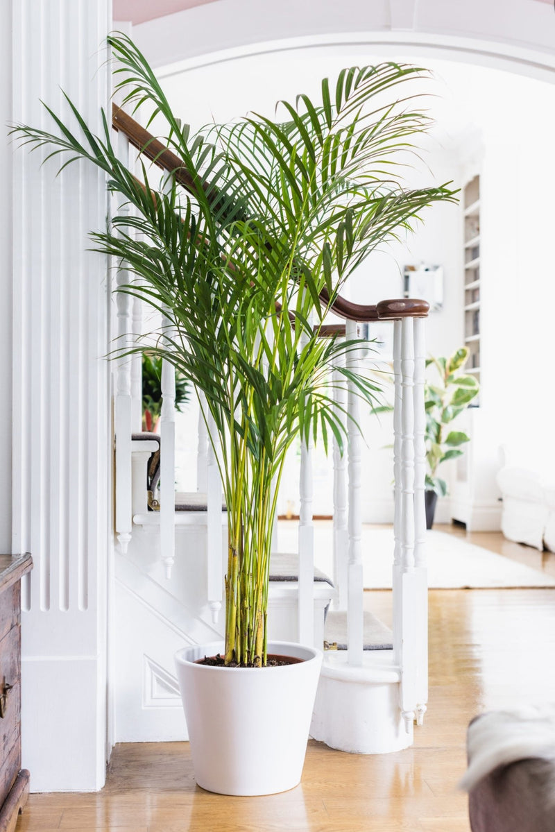House Plants - Dypsis Lutscens - Areca Palm