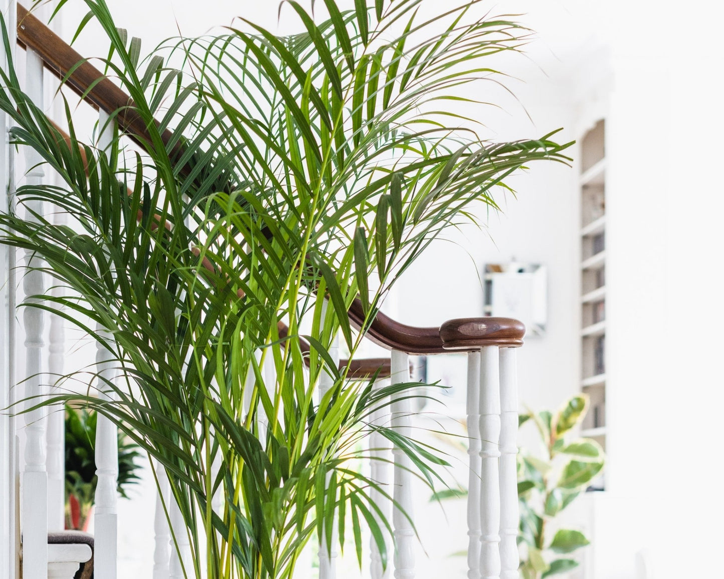 areca palm plant uk House Plants - Dypsis Lutscens