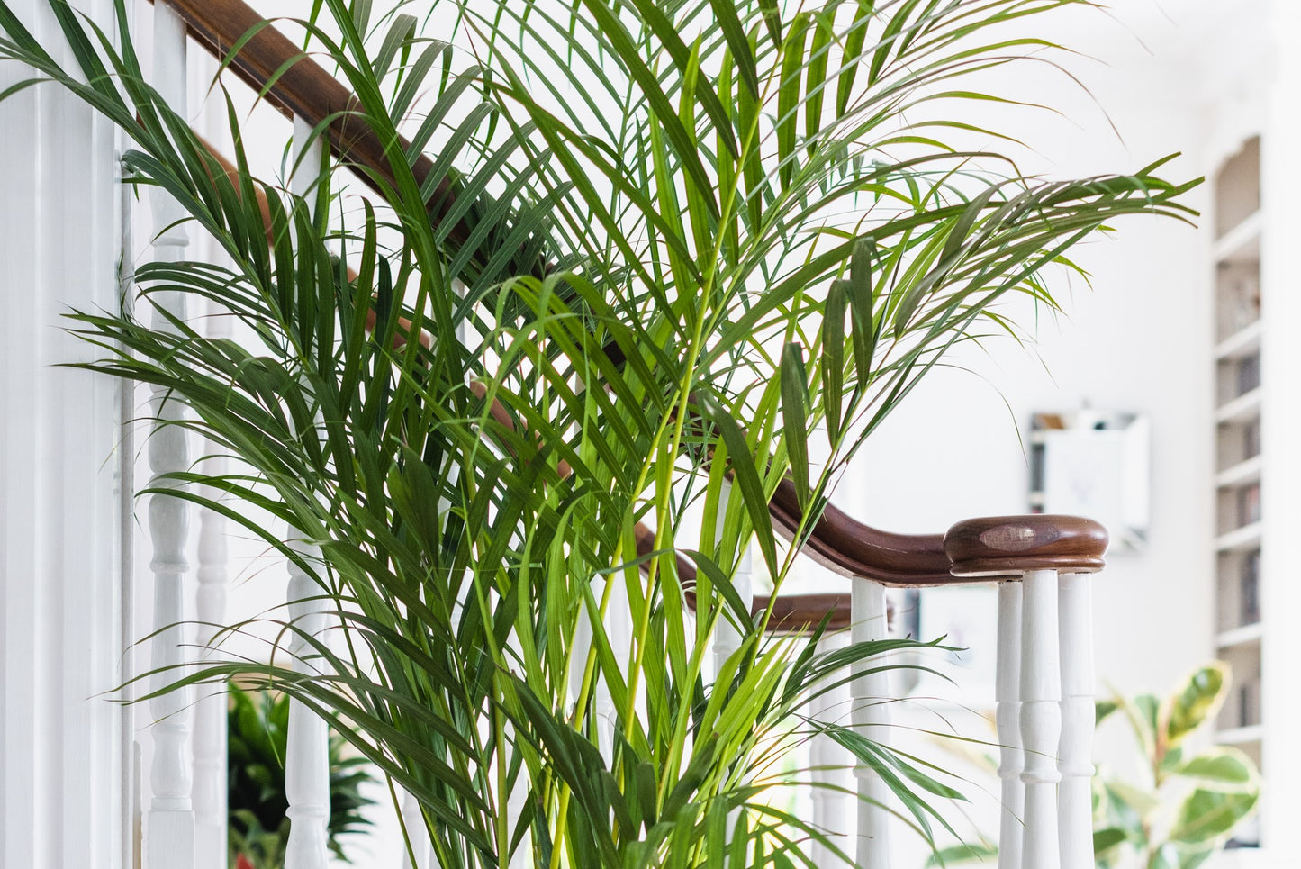 areca palm indoor uk House Plants - Dypsis Lutscens