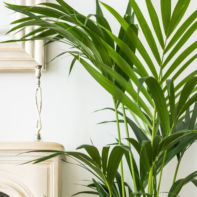 House Plants - Howea Forsteriana - Kentia Palm