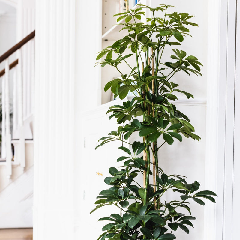 House Plants - Schefflera Arboricola - Compacta