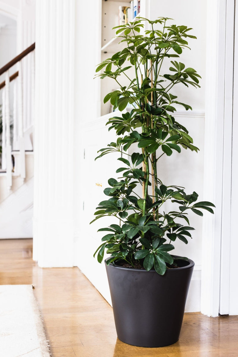 House Plants - Schefflera Arboricola - Compacta