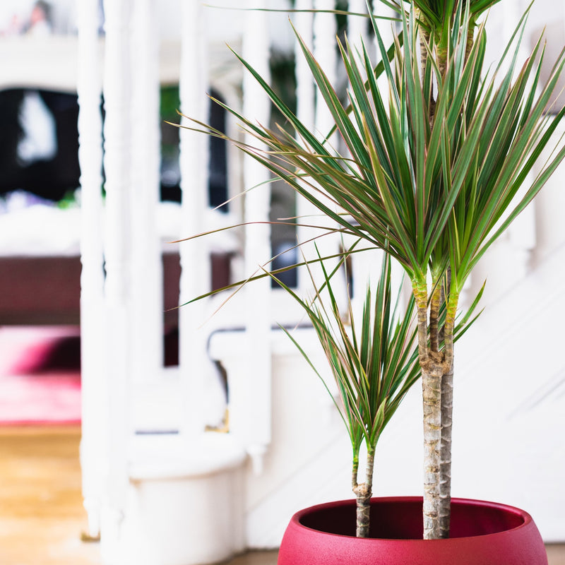 House Plants - Dracaena Marginata - Dragon Tree
