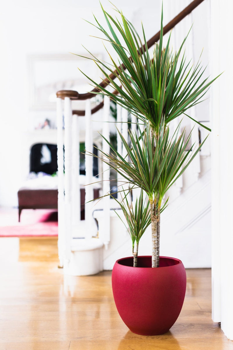 House Plants - Dracaena Marginata - Dragon Tree