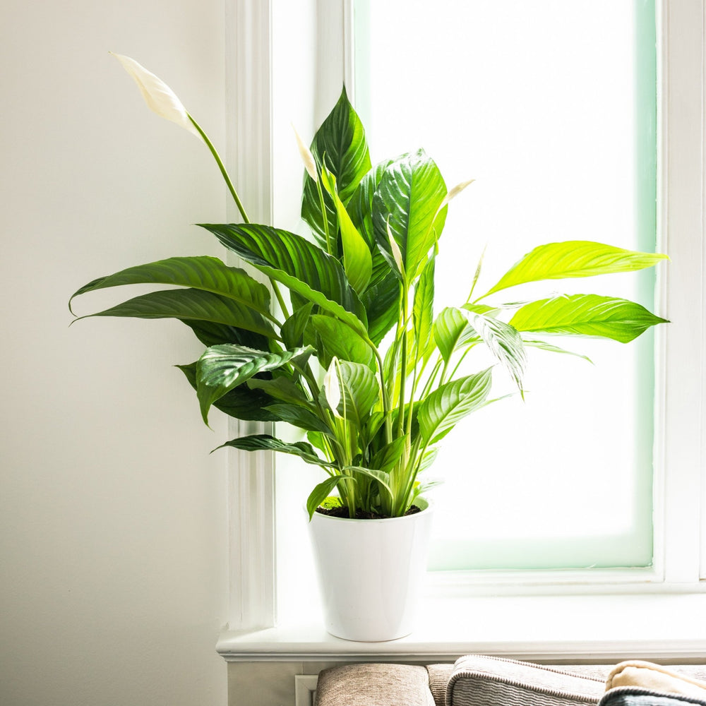 
                      
                        Indoor Plant Subscriptions - 6 Months
                      
                    