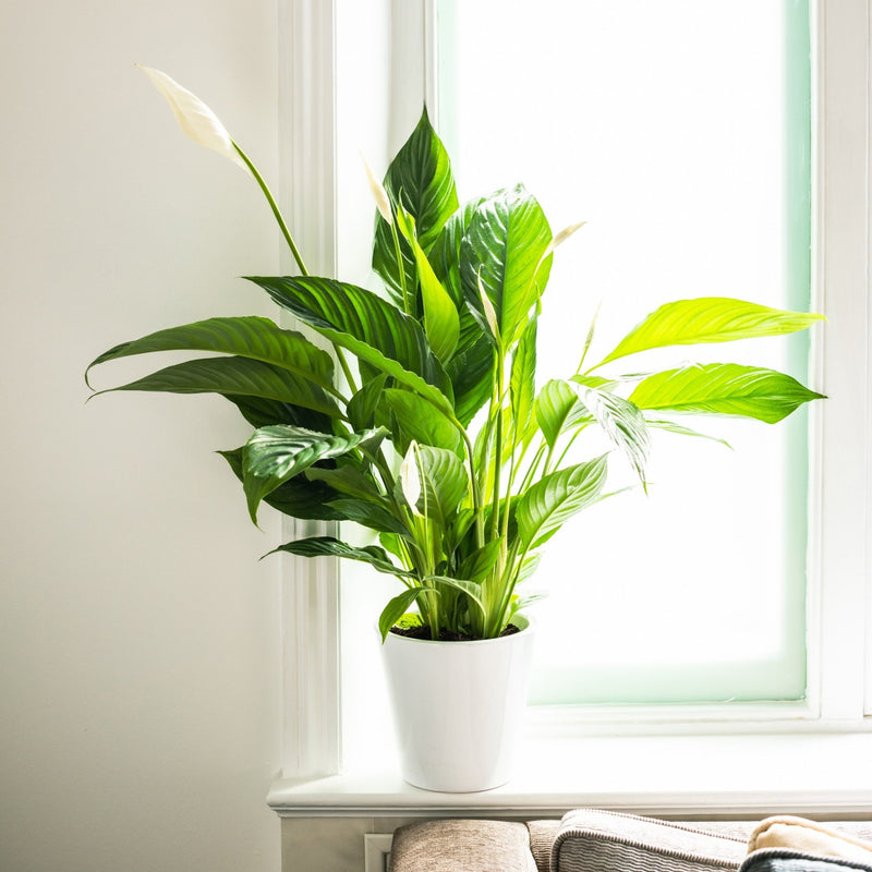 Indoor Plant Subscriptions - 12 Months