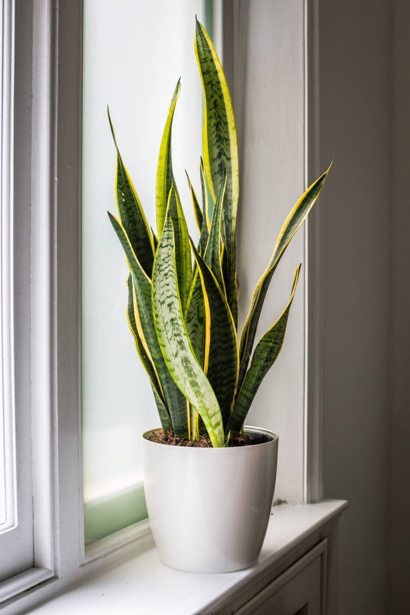 House Plants - Sansevieria - Laurentii