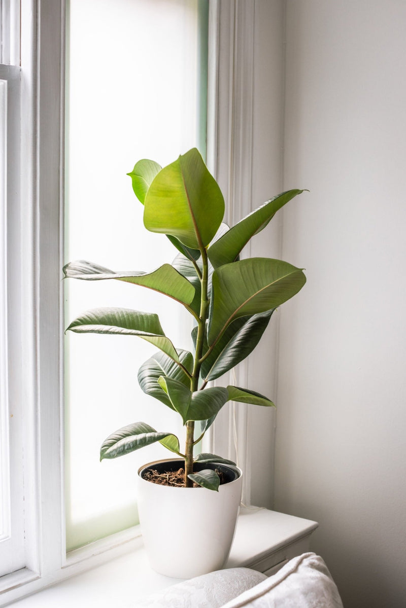 House Plants - Ficus Elastica - Robusta