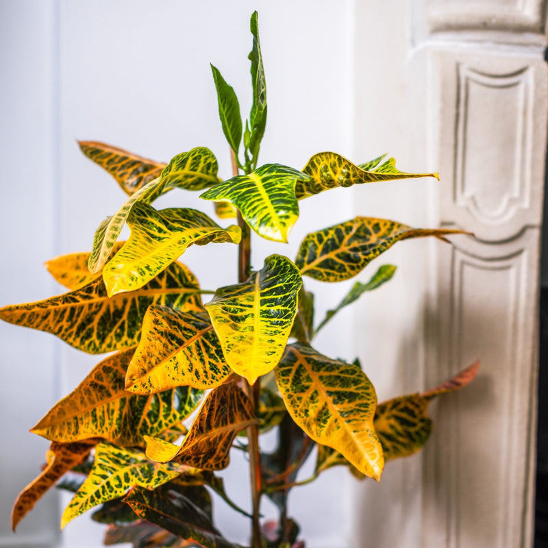 House Plants - Codiaeum - Variegatum