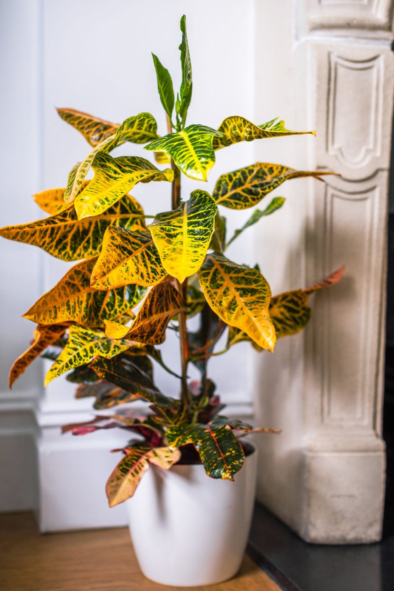House Plants - Codiaeum - Variegatum