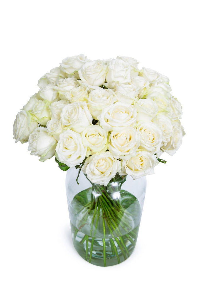 
                      
                        36-White-Roses
                      
                    