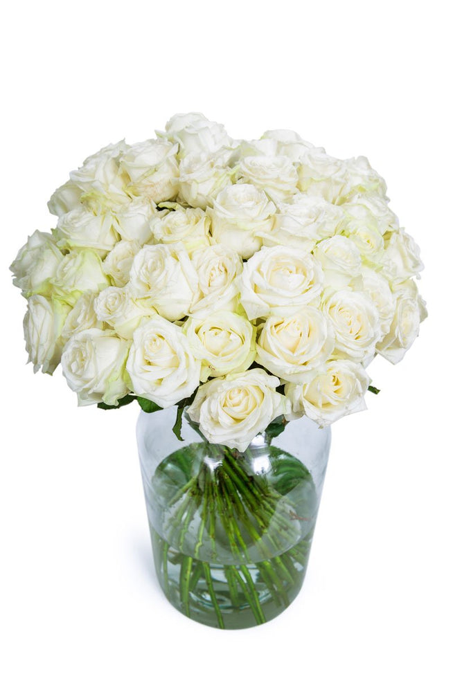 
                      
                        40-White-Roses
                      
                    