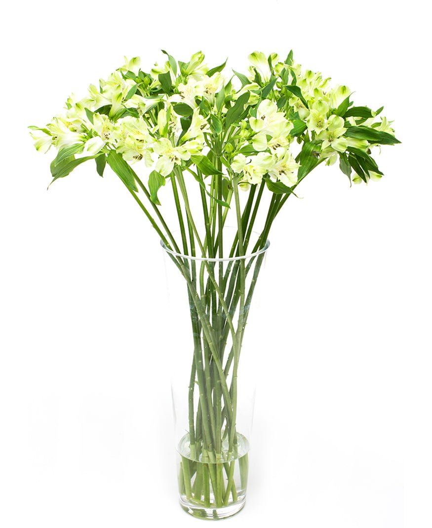 Subscription Flowers - Alstroemeria