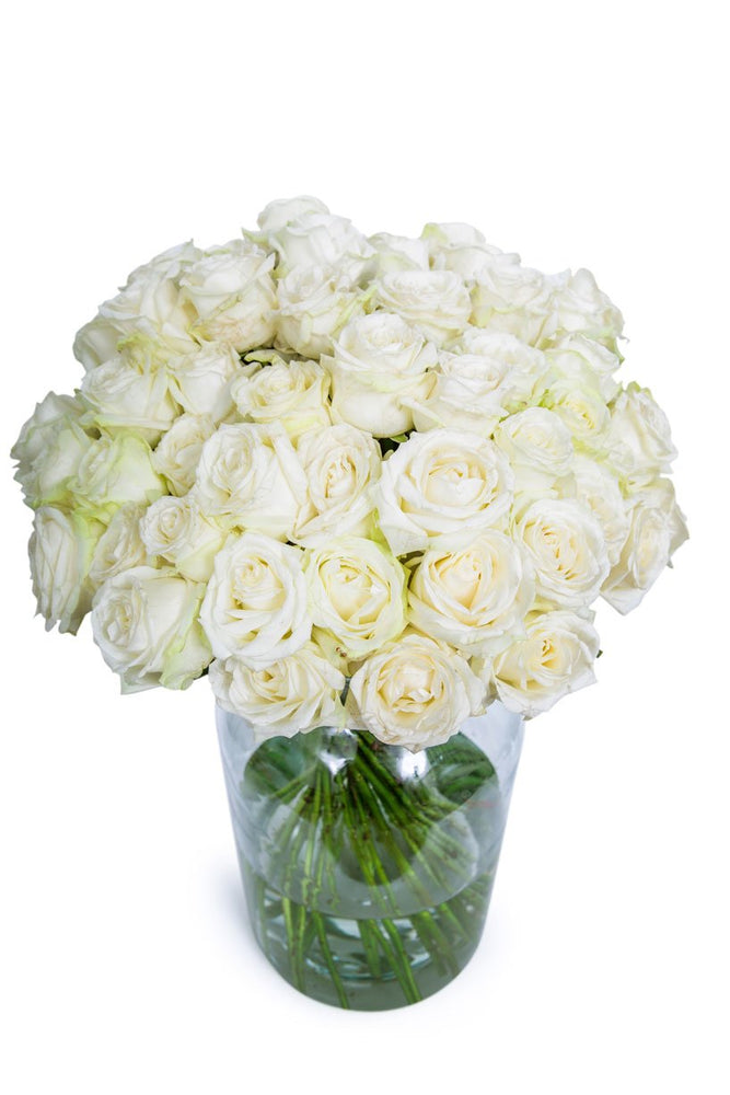 
                      
                        48-White-Roses
                      
                    