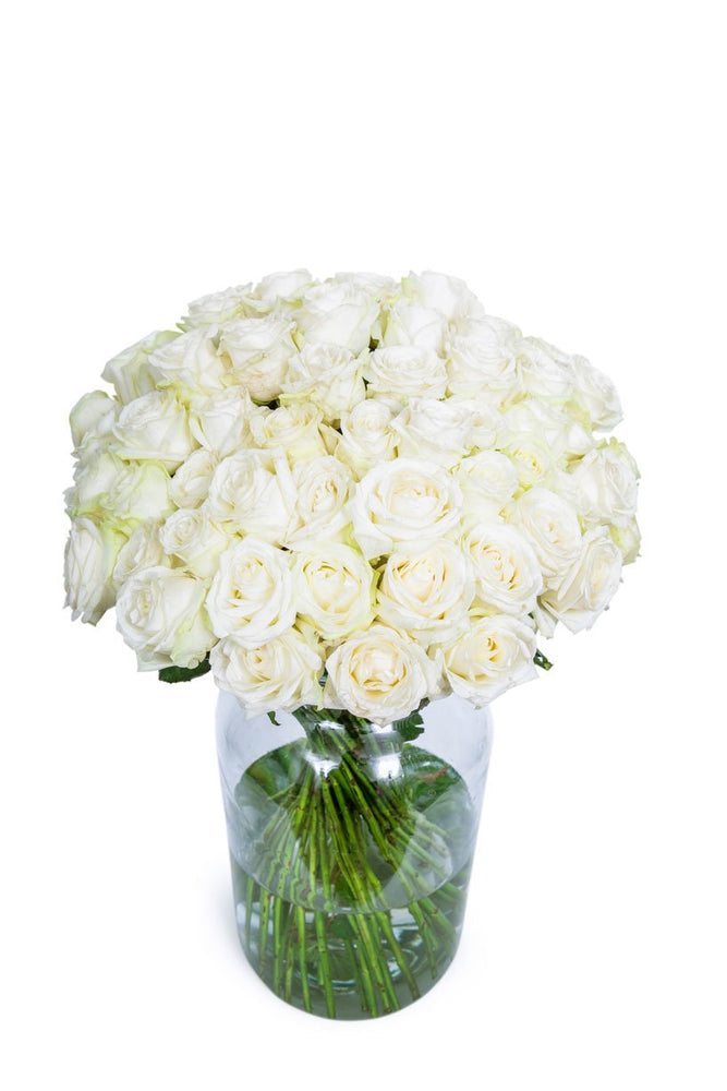 
                      
                        50-White-Roses
                      
                    