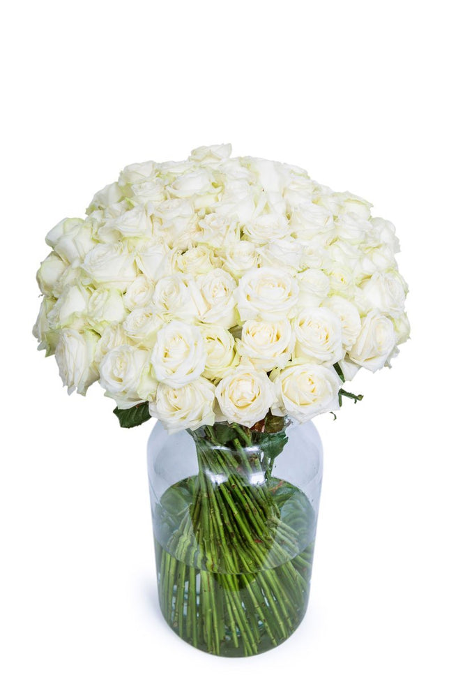 
                      
                        75-White-Roses
                      
                    