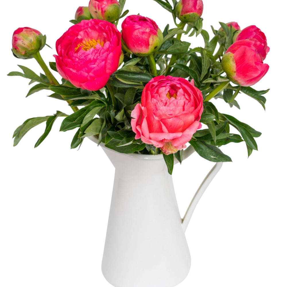 
                      
                        Actual - 10-8 Coral Peonies
                      
                    