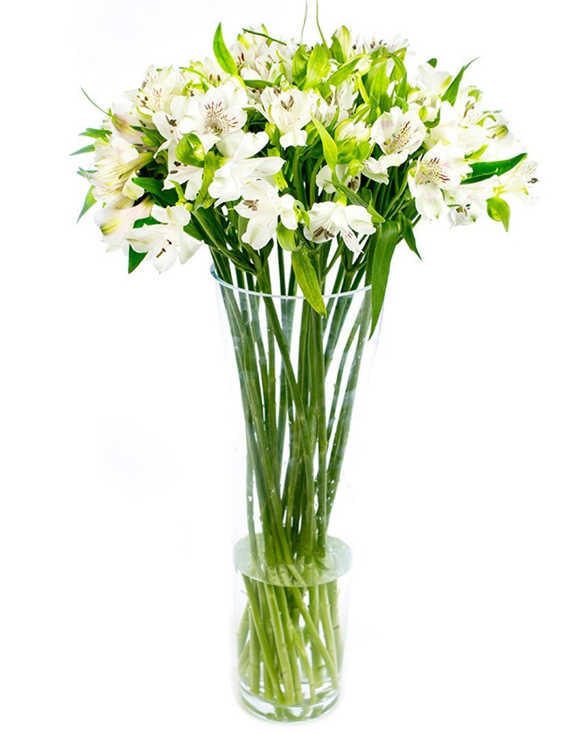 Alstroemeria - White