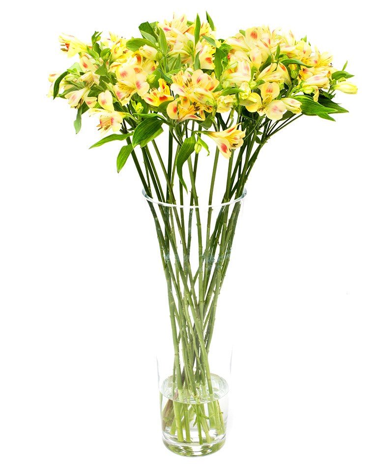 Alstroemeria - Yellow