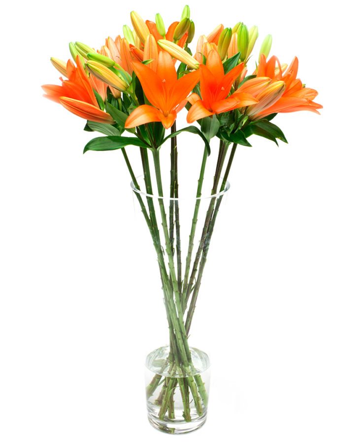 Asiatic Lilies - Orange