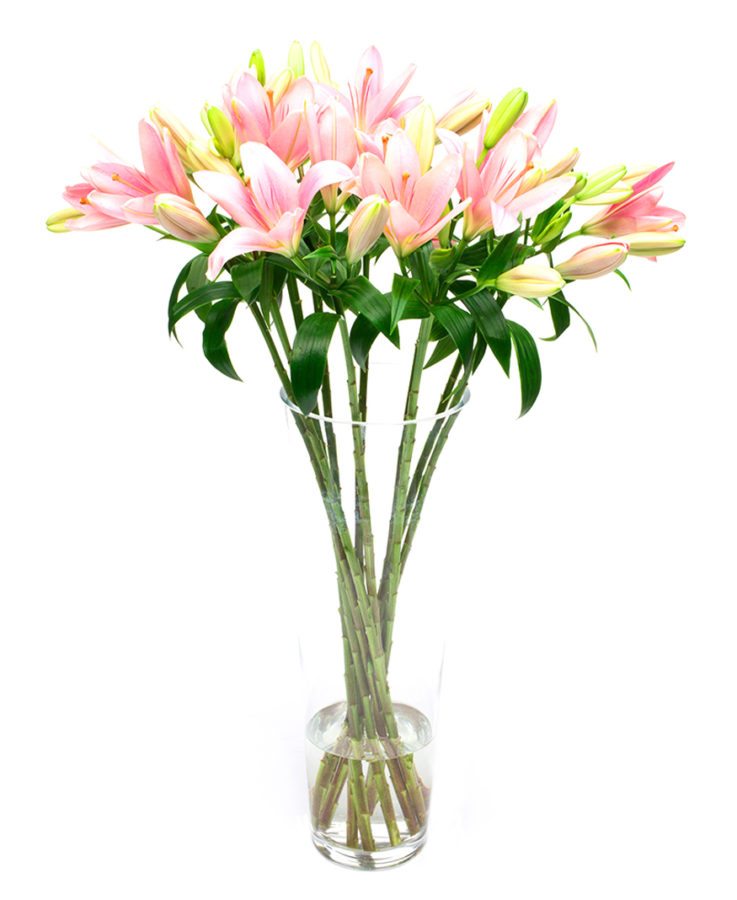 Asiatic Lilies - Pink