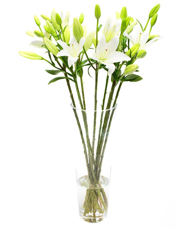 Lilies - Asiatic - White