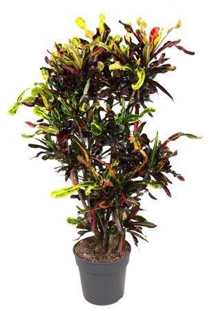 
                      
                        Codiaeum Mammi 130cm
                      
                    