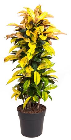 
                      
                        Codiaeum Mrs Iceton 140cm
                      
                    