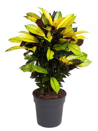 
                      
                        Codiaeum Mrs Iceton 70cm
                      
                    