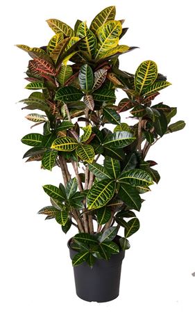 
                      
                        Codiaeum Petra Branched 130cm
                      
                    