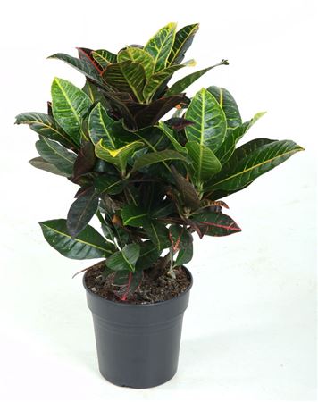 
                      
                        Codiaeum Petra Branched 60cm
                      
                    