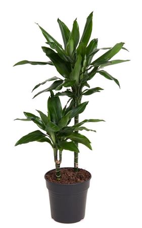 
                      
                        DRACAENA JANET LIND - 30-15
                      
                    